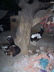 Kozy u stromu a u odpadku