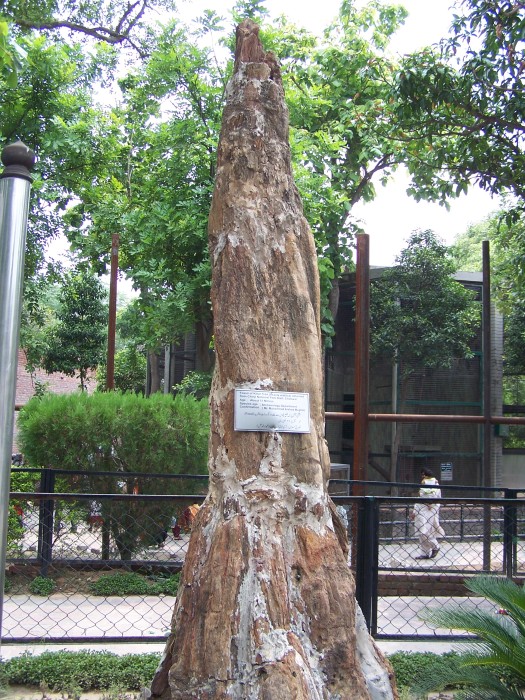 Drevo stare 11 milionu let