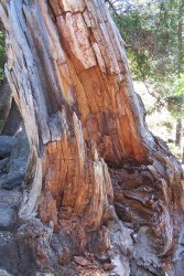 Strom u Vernal Falls, Yosemitsky park