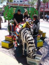 Zebra, Tichuana, Mexico