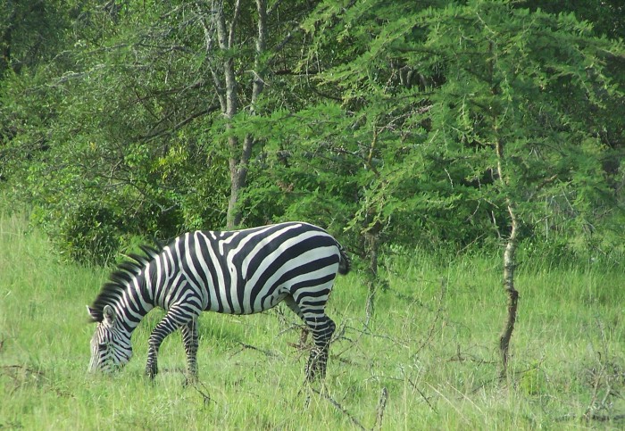 Jedna zebra 
