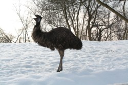 Emu na snehu :-)